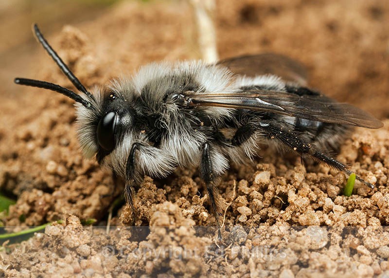 Andrena cineraria (m) - Andrena cineraria