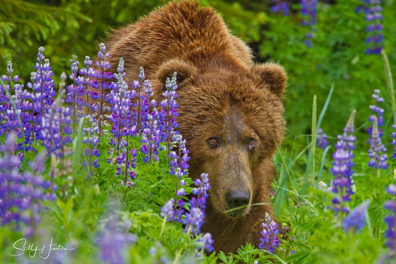 Bear in Lupines