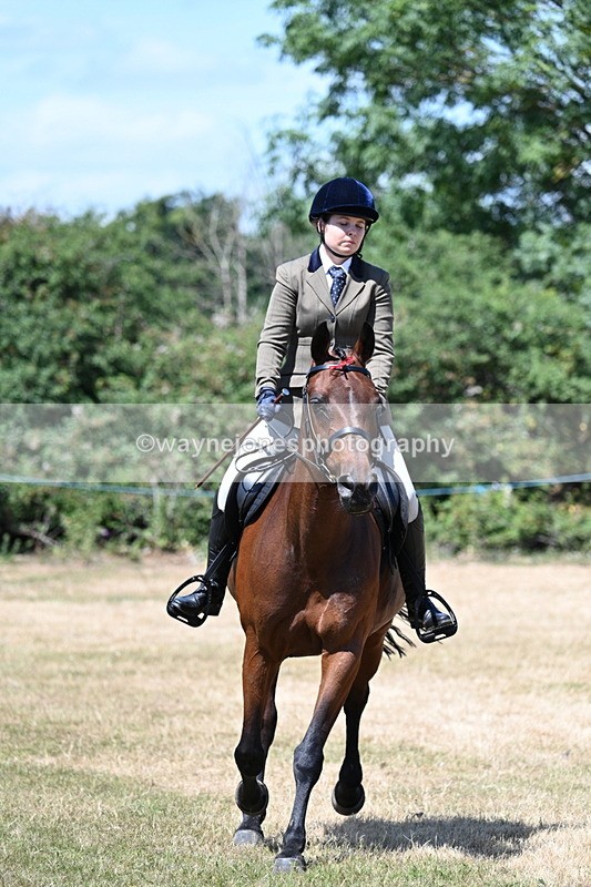 WJ7_3079 - Class 7 Riding Club Show Horse
