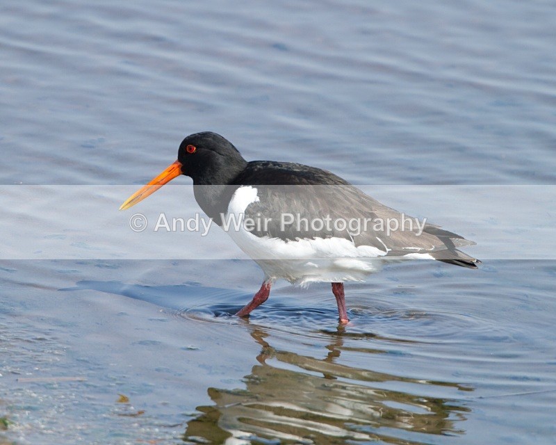 20110422-IMG_4748 - Oyster Catcher
