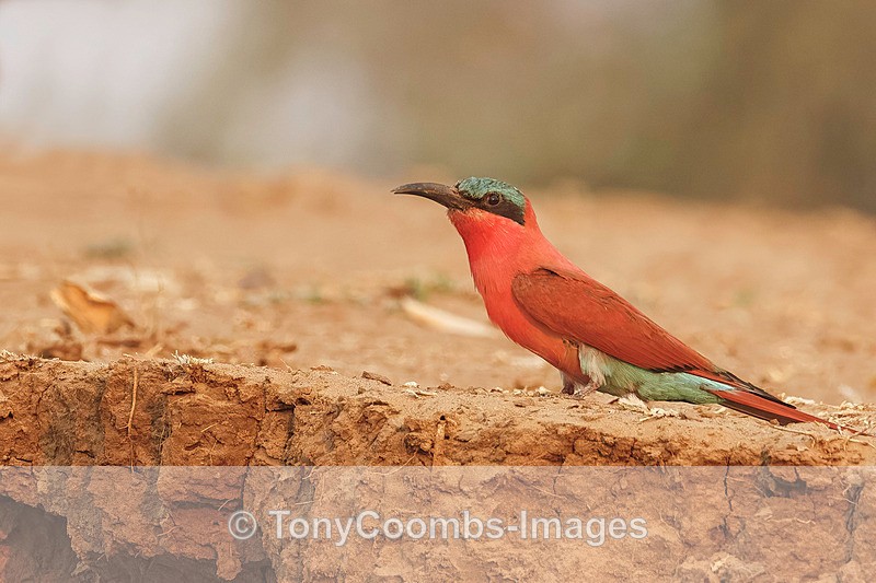 Carmine BeeEater - Mana Pools ~ The Birds