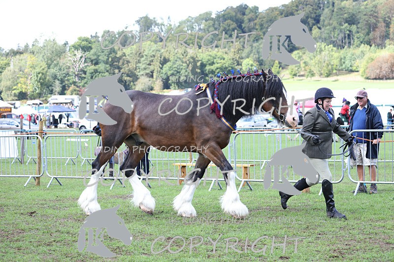 APP_3372 - Class 5 In Hand Championship