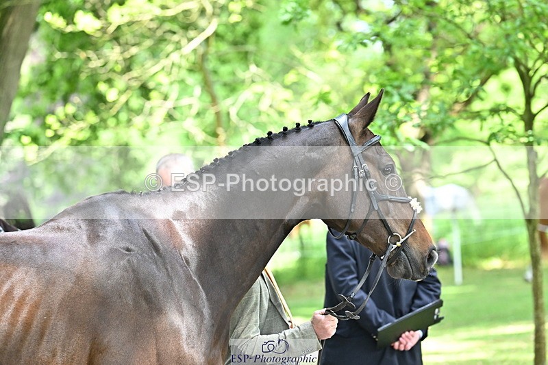 250521A-151504-00373 - B-305-Andrew.James-LANDORADO