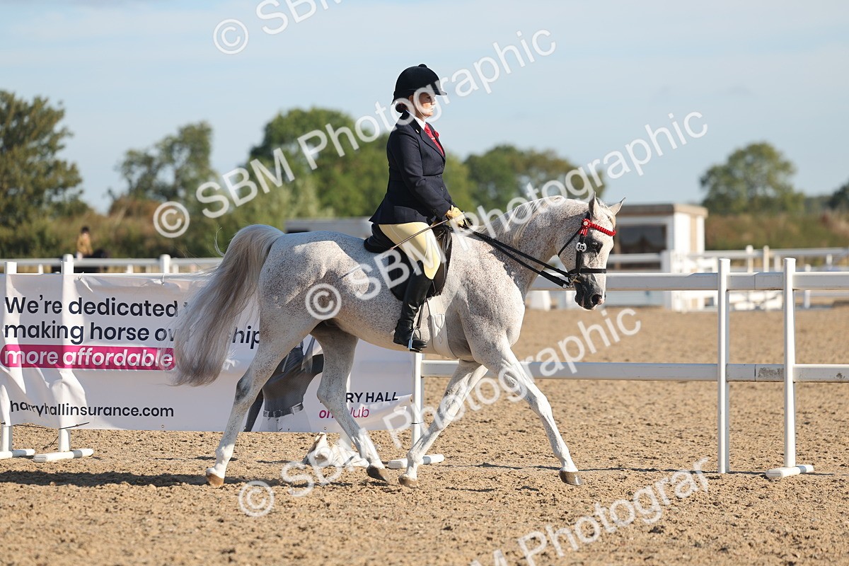 SBM_12167 - Class 303 - Ridden Pure Bred Horse Pony