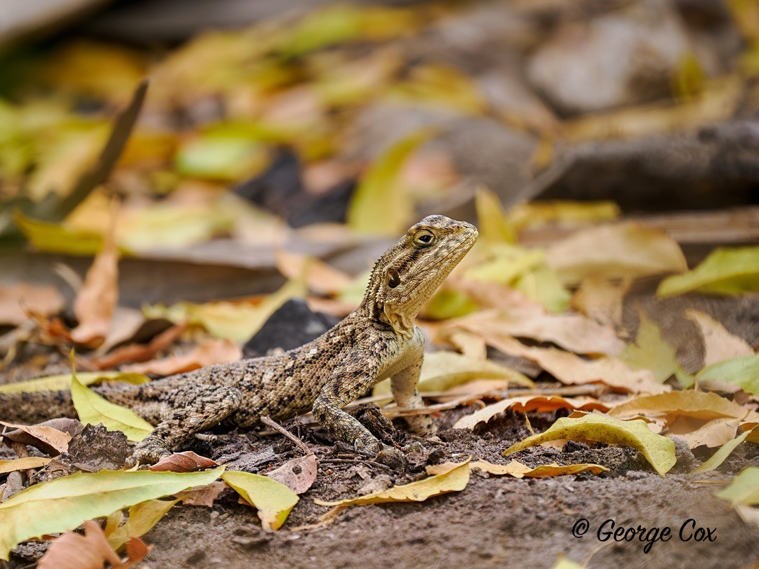 Agama Lizard - Gambia 2025