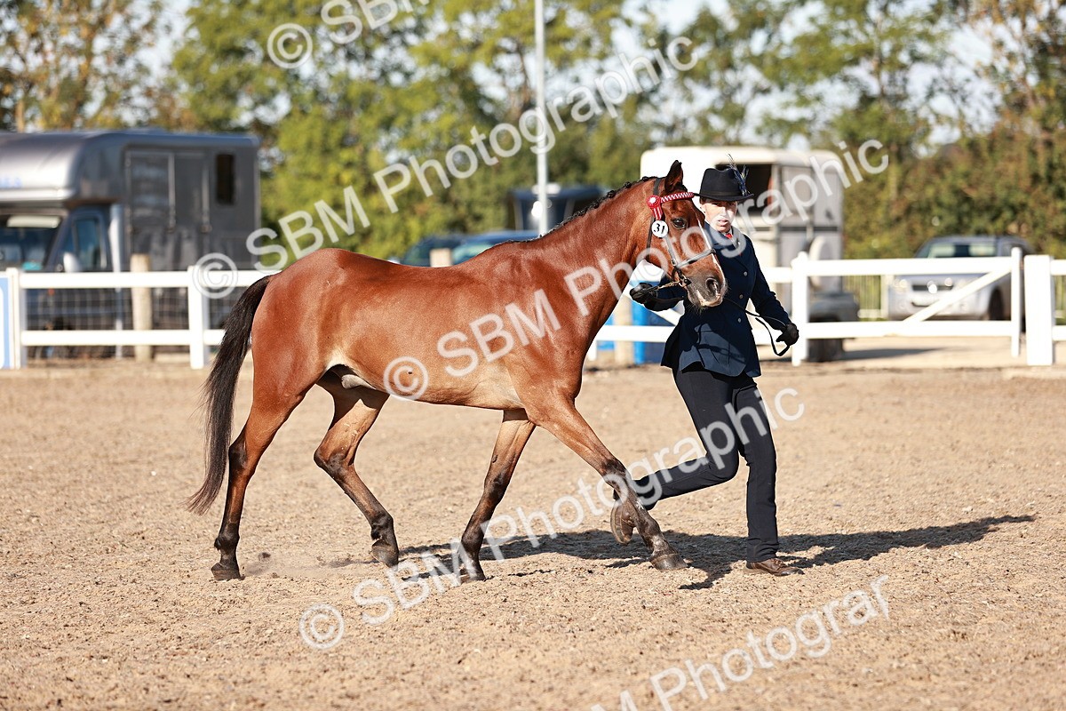 SBM_11394 - Class 402 - IH  Veteran pony