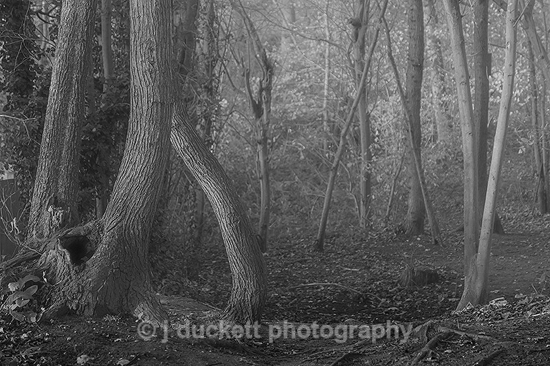  - Deep Dark Woods