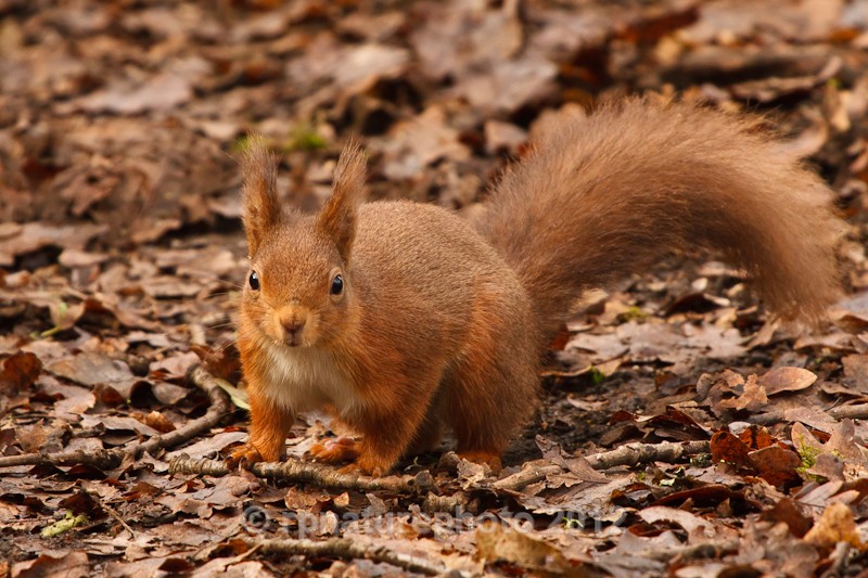 Red Squirrel - Sciurus vulgaris RPNP0145 - Mammals