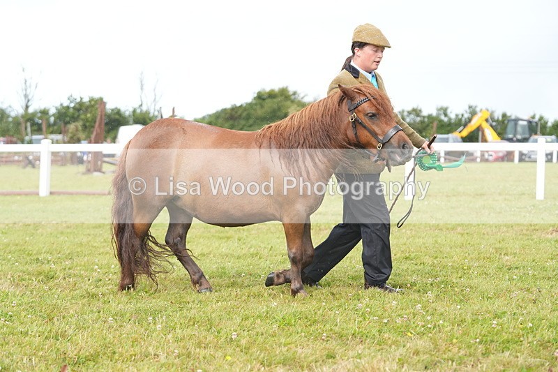 DSC04672 - Class 46: NPS Shetland Youngstock