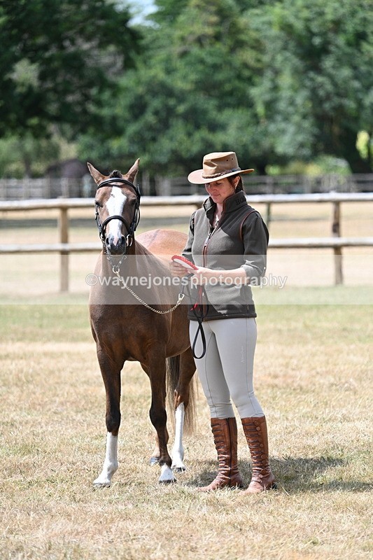 WJ7_1747 - Class 4 Prettiest Mare up to 14.2hh in hand