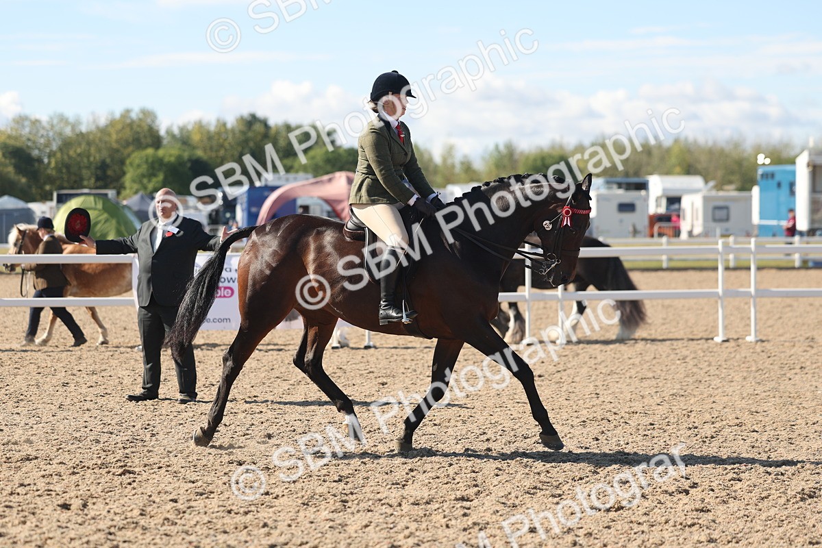 SBM_13041 - Class 305 - Ridden Foreign Breed Pure Bred