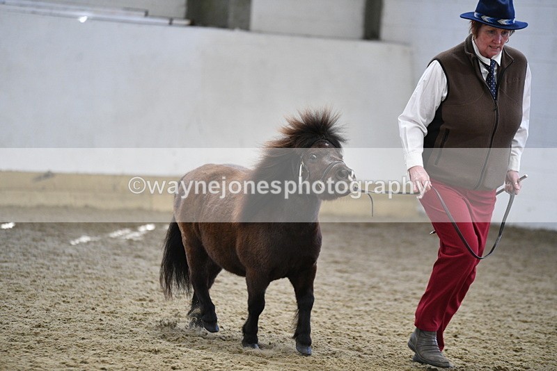 WJ5_5461 - Class 4 In hand M&M - small breeds