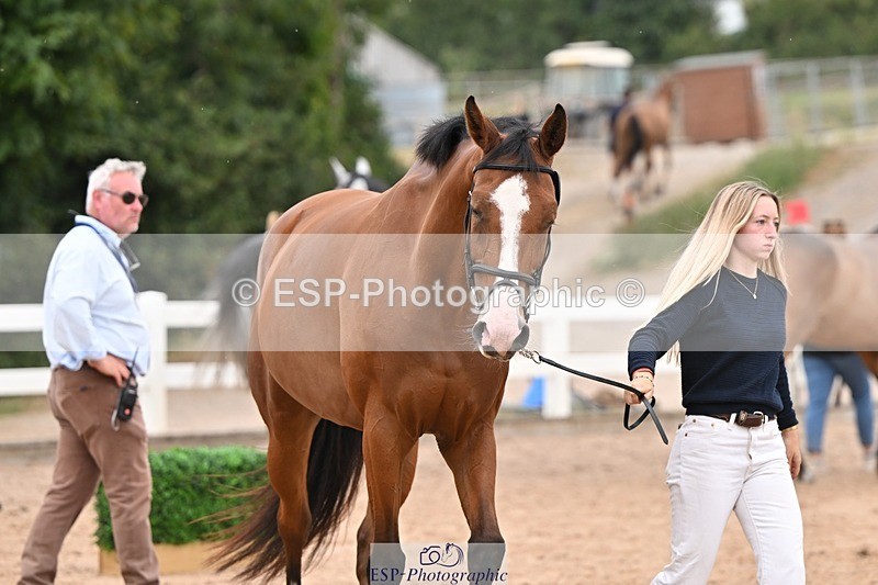 250716-160811-02439 - Trot Up 3.30 to 4.30