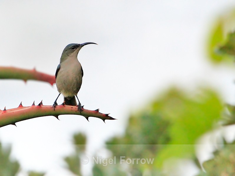 Grey Sunbird - Grey Sunbird