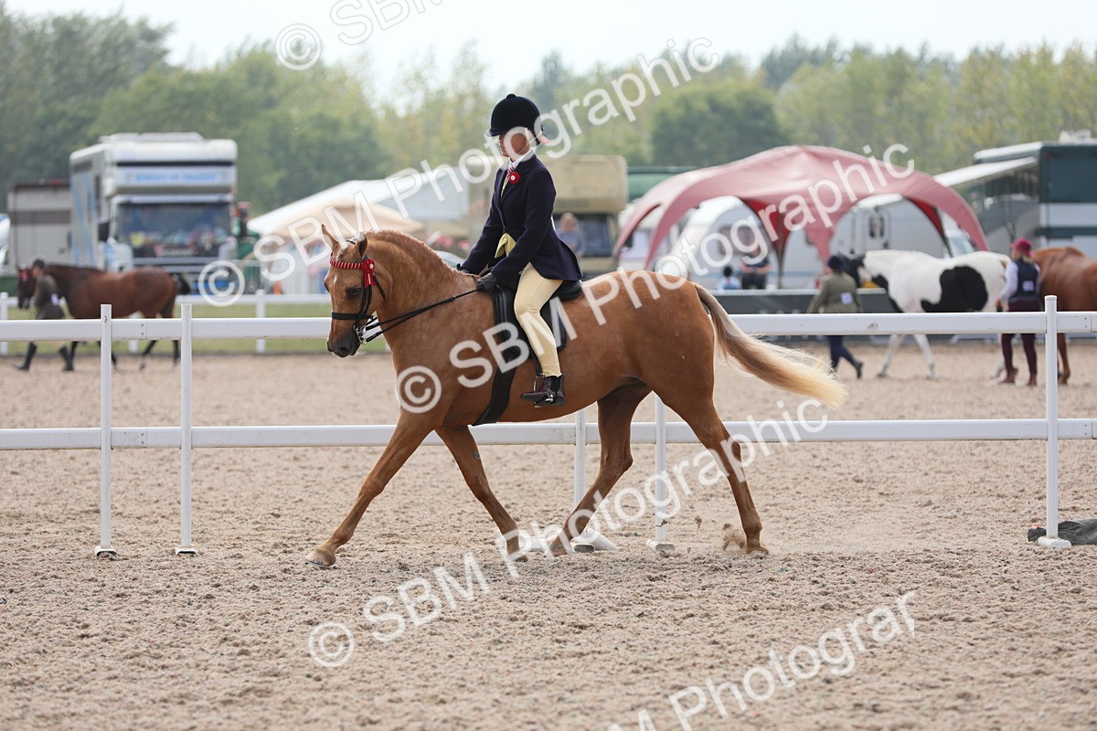 SBM_15615 - Class 311 Ridden Show Pony/ Show Hunter Pony