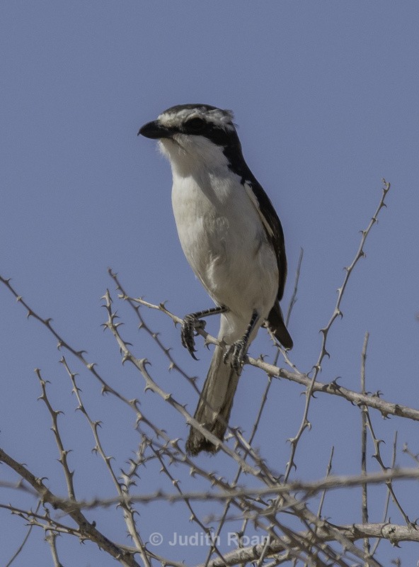 Fiscal Shrike - Namibia 2022