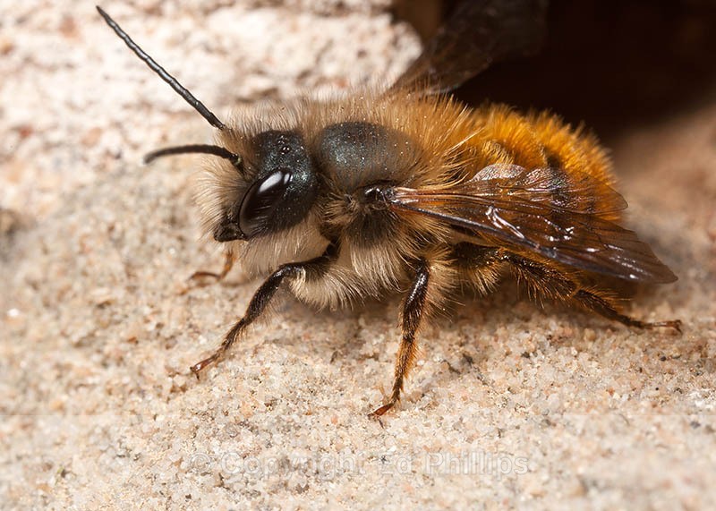 Osmia bicornis (m) - Osmia bicornis (rufa)