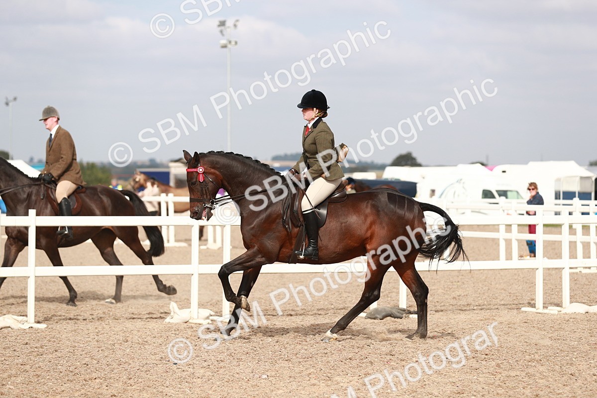 SBM_17533 - Class 215 Ridden Hack/ Riding Horse
