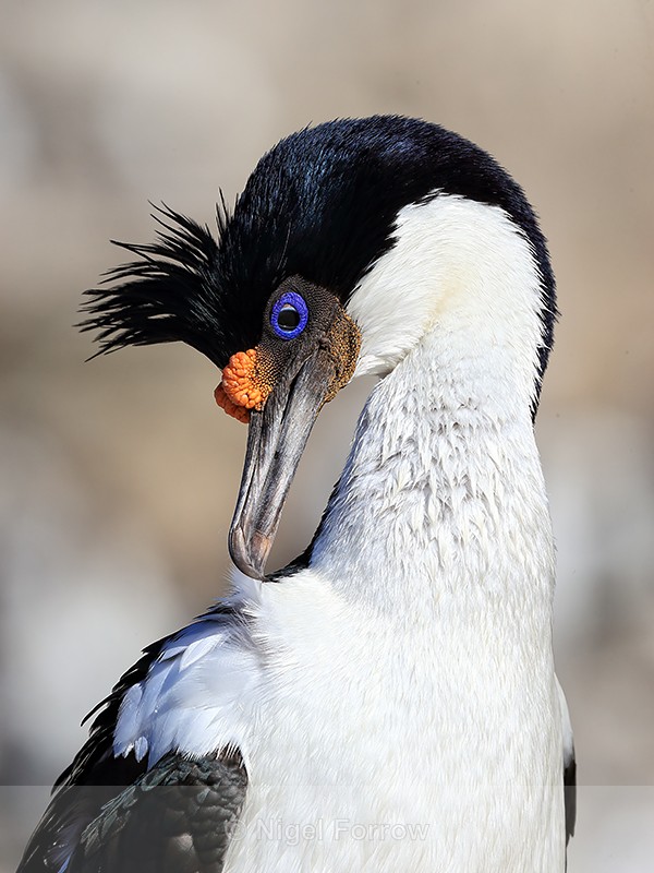 Imperial Shag delicately preens feather, Carcass Island, Falklands - Imperial Shag