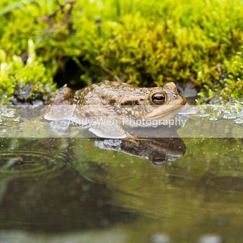 20140405-3K8A0055 - Frogs & Toads