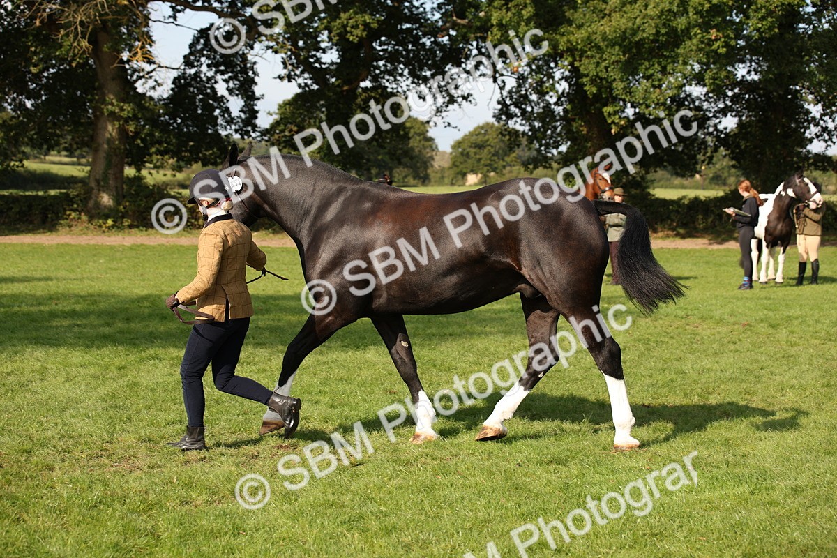 SBM_61192 - S54 - Show Cob In Hand