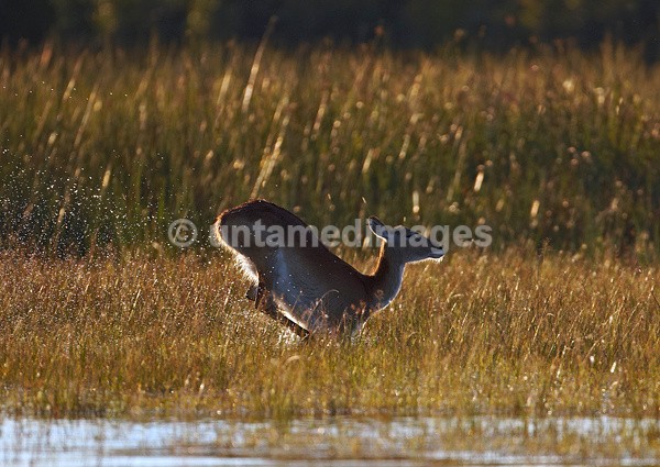 Red Lechwe - Botswana