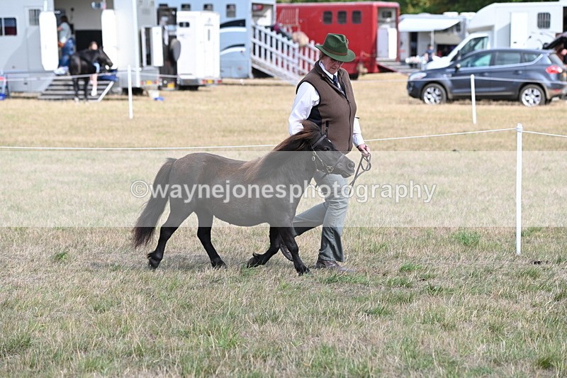 WJ6_6838 - Class 21 Shetland & Mini Horses