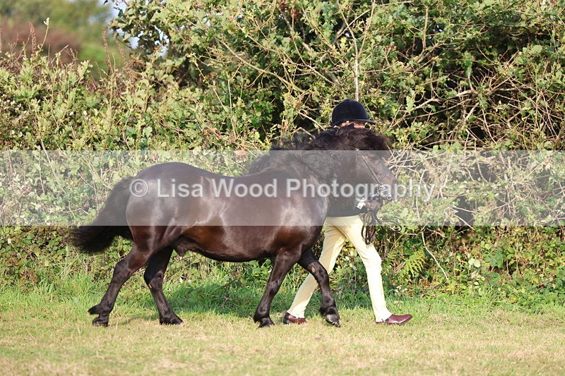 3E7A3106 - Class 12: M & M Small Breeds