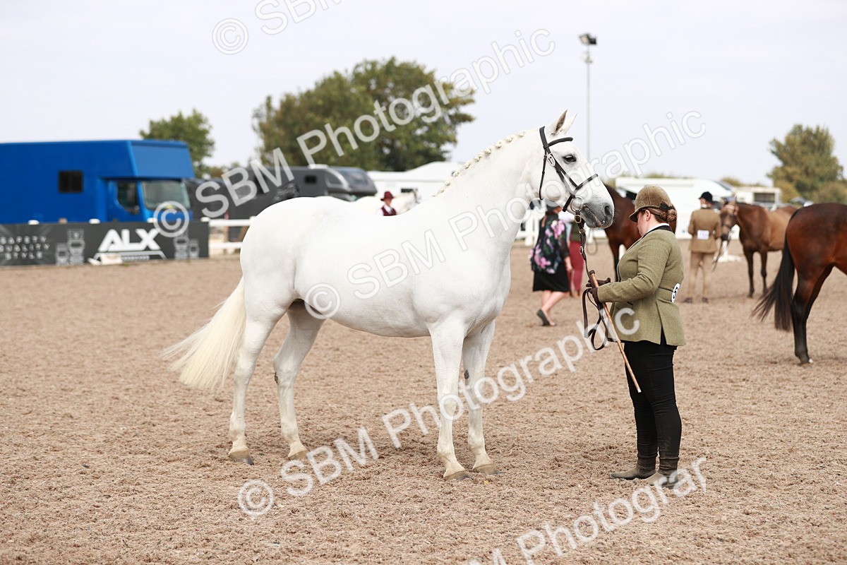 SBM_13268 - Class 208 IH Veteran Horse