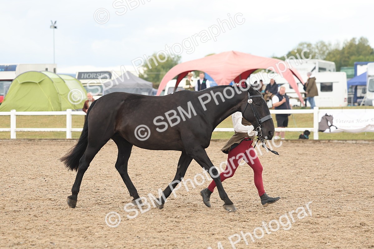 SBM_07878 - Class 28 - IH Veteran Horse