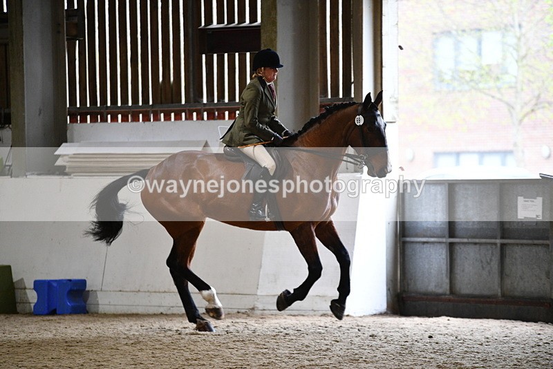 WJ5_9012 - Class 15 Ridden Show Horse