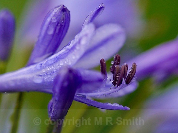 Agapanthus After Rain 2022 - NEW GALLERY AS A SOUTH AFRICAN RESIDENT