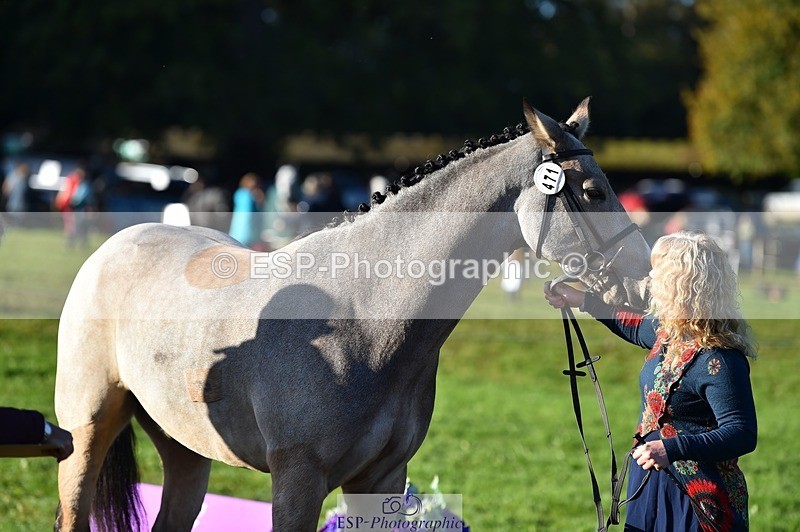 231022-093504-21893 - 471-LISCARROW.SHILOH-Justine.Walker-TrotUp+SJ