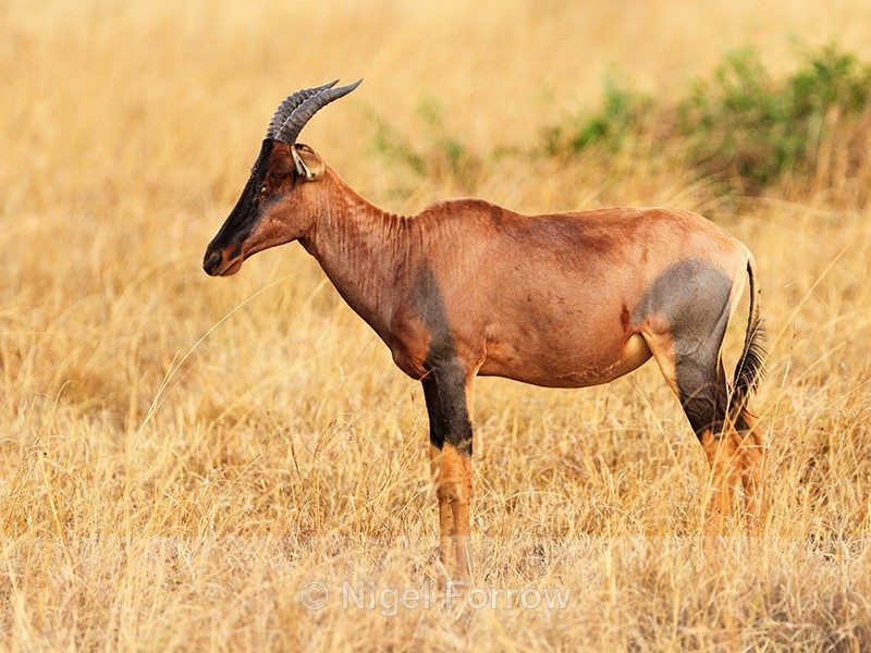 Topi standing still, Masai Mara, Kenya - Antelope