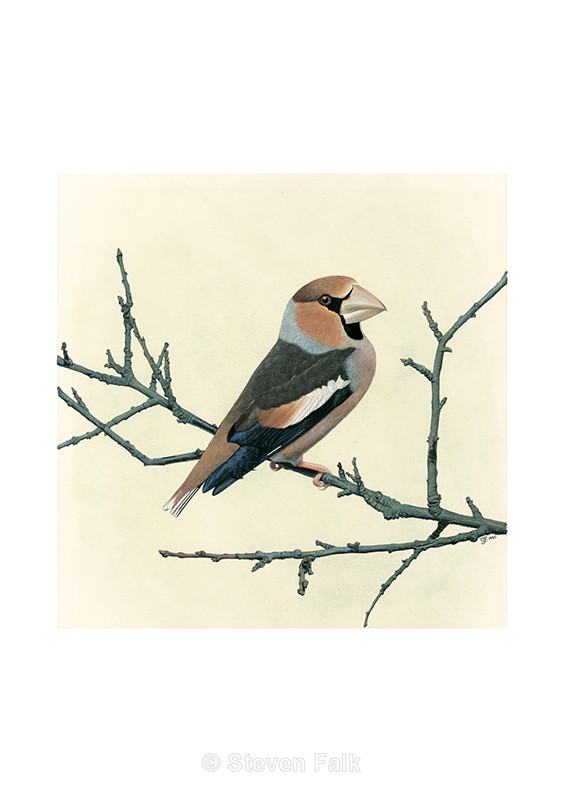 Hawfinch - Birds and Mammals