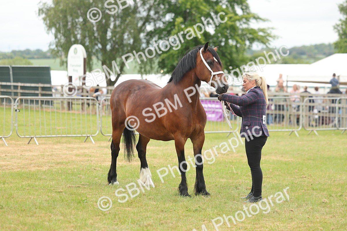 SBM_04927 - Class 50-57 - M&M Welsh Pony In Hand