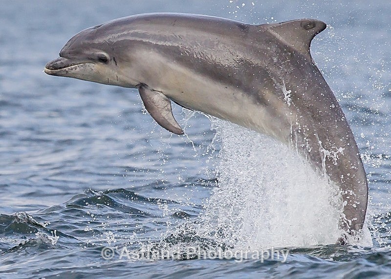 Astland Photography, Bird and Wildlife Images, Susan and Peter Wilson, U.K.
