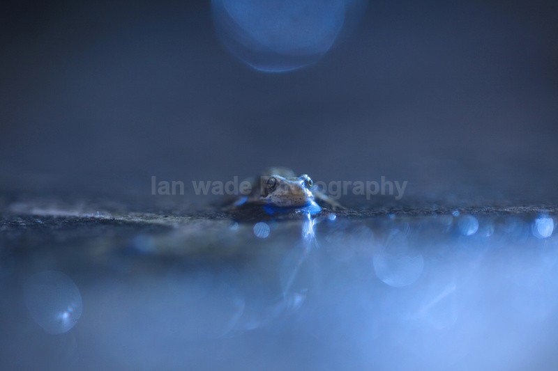 Common frog at night - Reptiles, amphibians & pond life, Great Britian