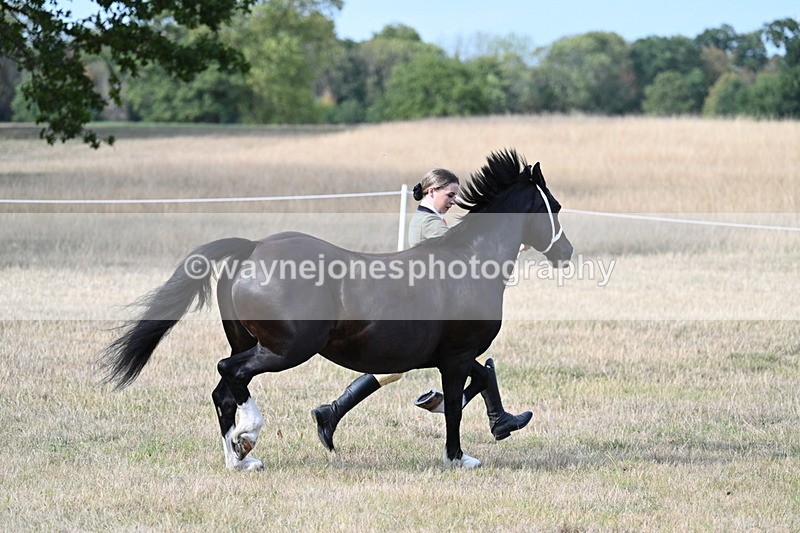 WJ7_8238 - In-hand Championship