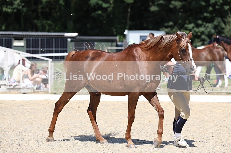 3E7A9753 - Class 33: Arab In Hand