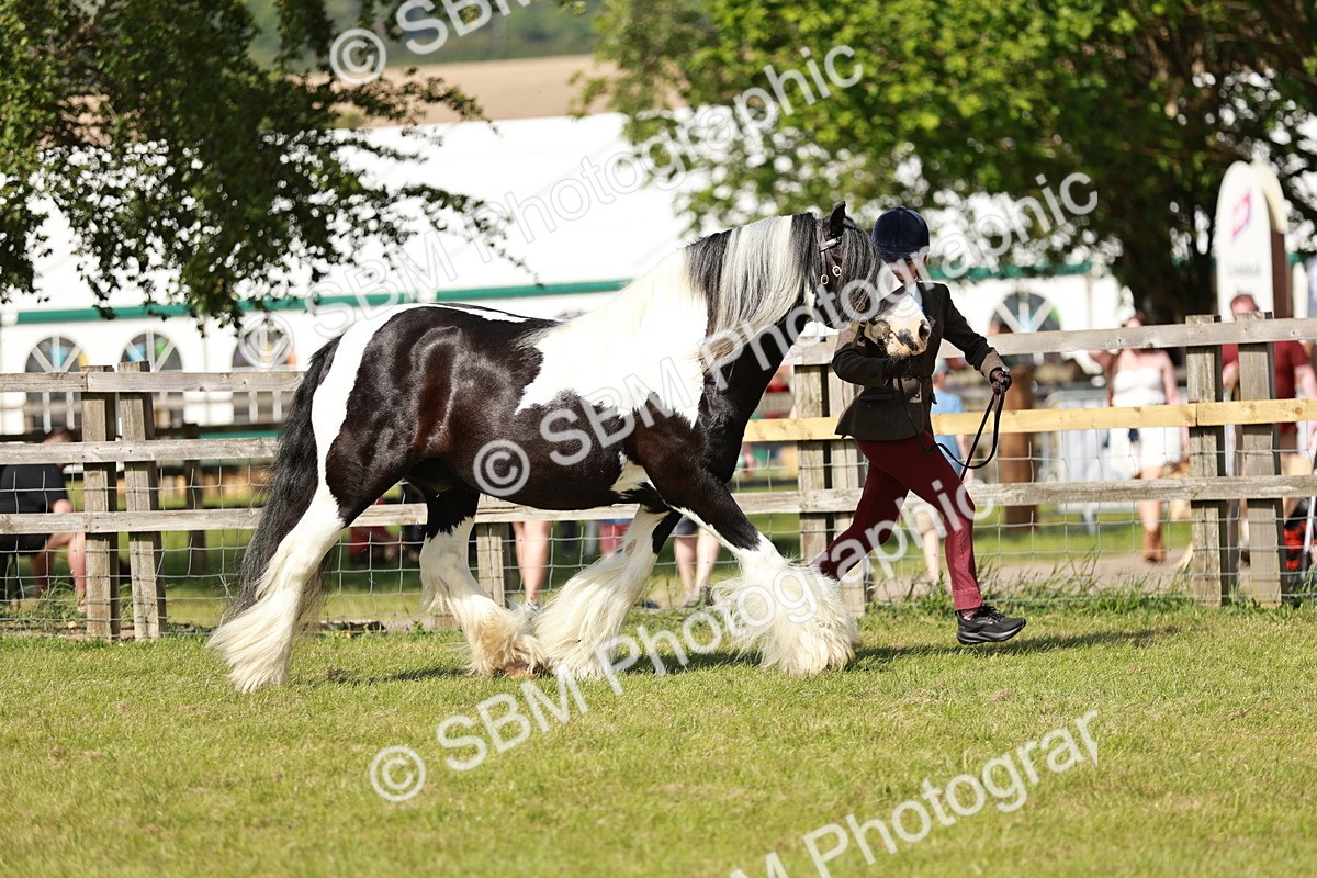 SBM_08773 - Class 63-65 - Traditional Gypsy Cobs In Hand & Ridden