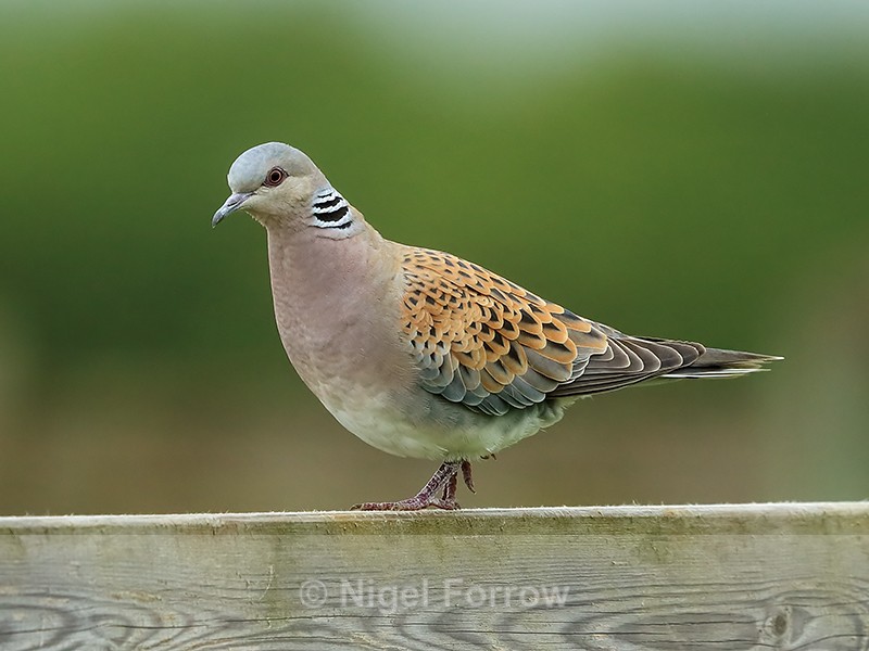 Turtle Dove on fence, Otmoor RSPB - Turtle Dove