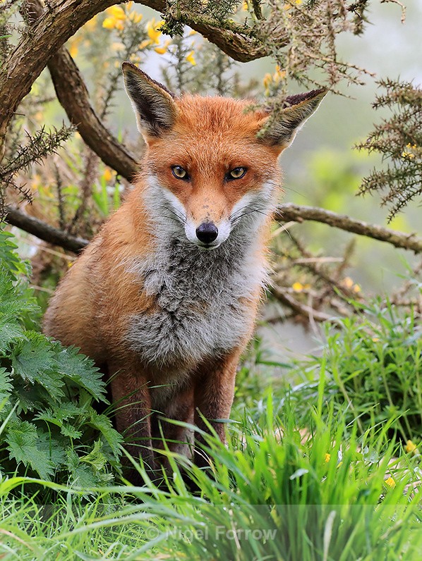 Red Fox at the British Wildlife Centre - Red Fox