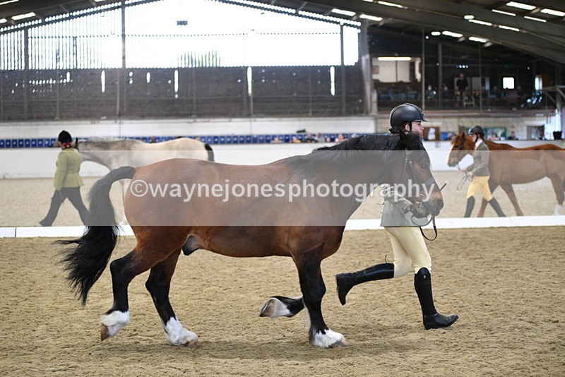 WJ5_4292 - Class 6 In hand M&M - Large Breeds