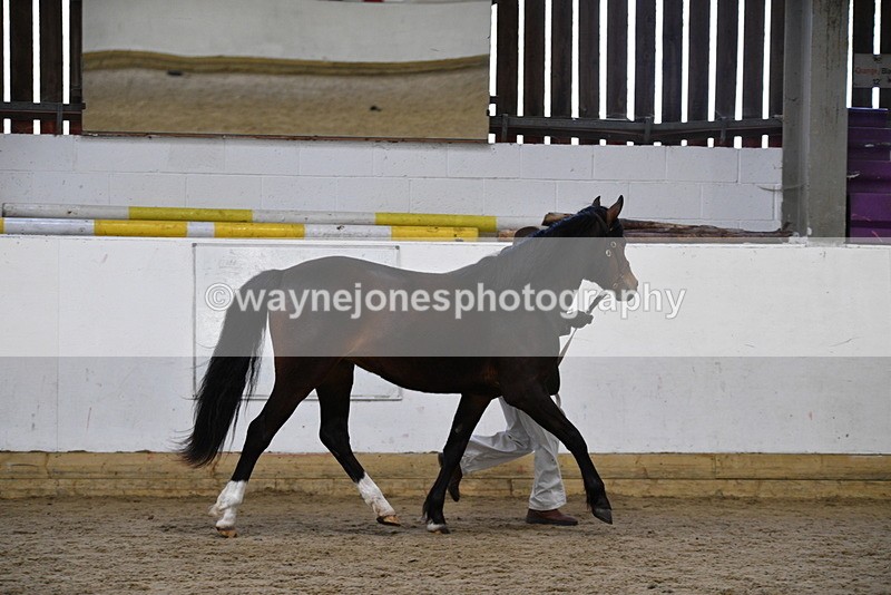 WJ5_5712 - Morning in hand Championship