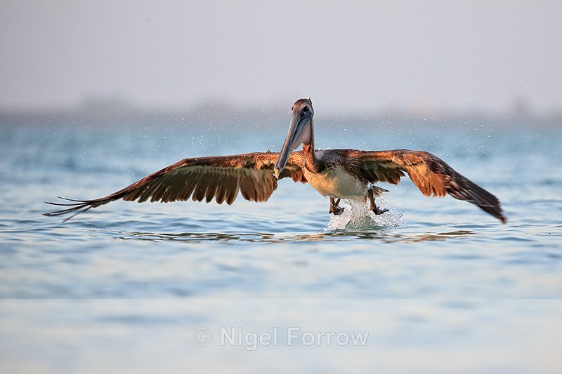 Brown Pelican extends wings, Sanibel Island, Florida - Brown Pelican