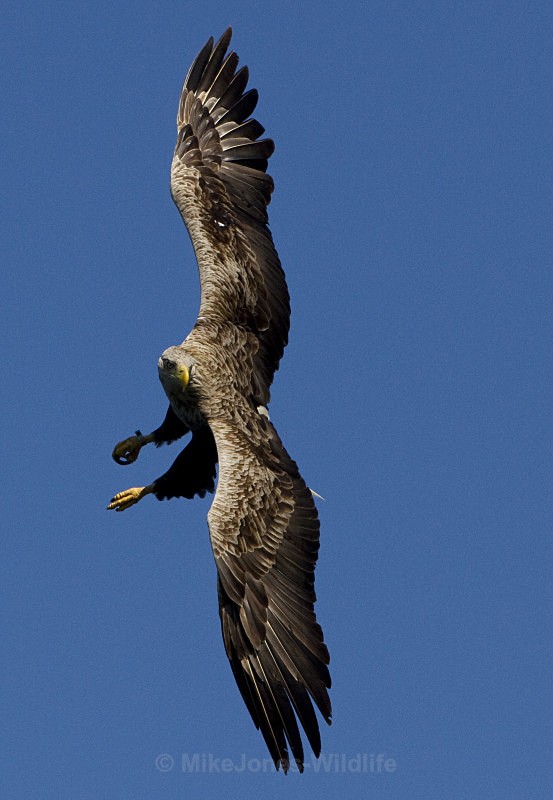 White tailed eagle, Isle of Mull, Scotland - FAVOURITES WILDLIFE GALLERY. Selected images from the wildlife collections.