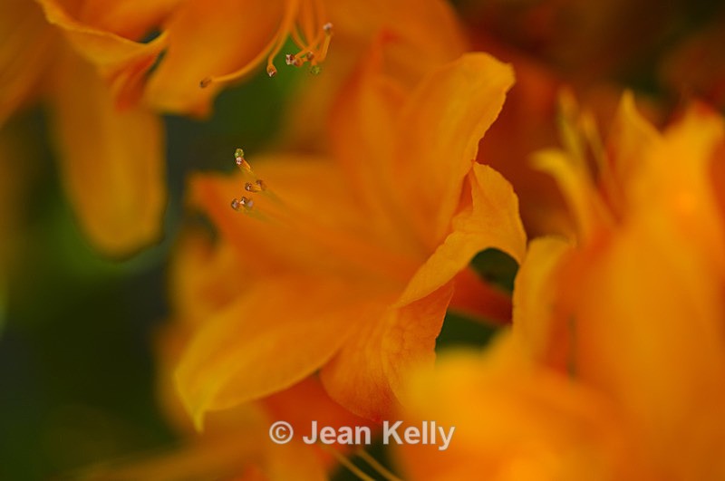 Flower - 9744 - Orange