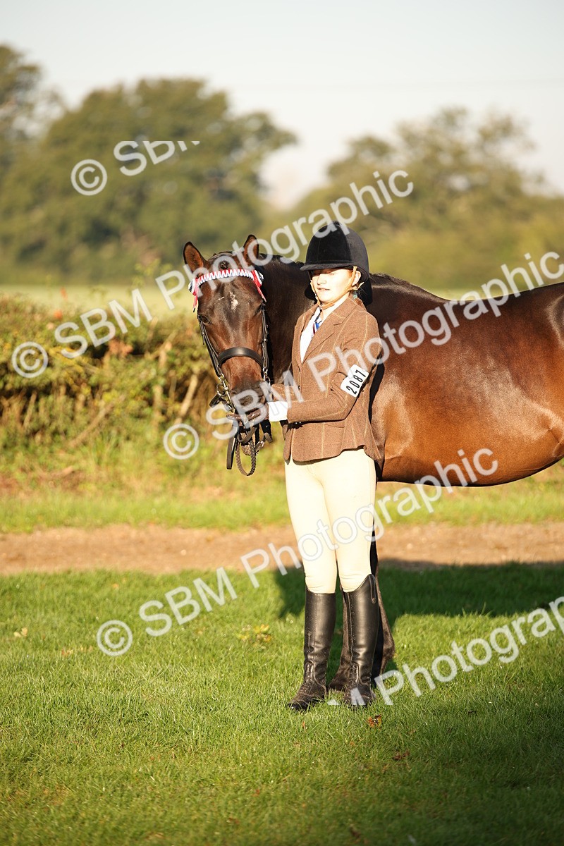 SBM_56924 - S49 - Riding Horse & Hack & Thoroughbred In Hand