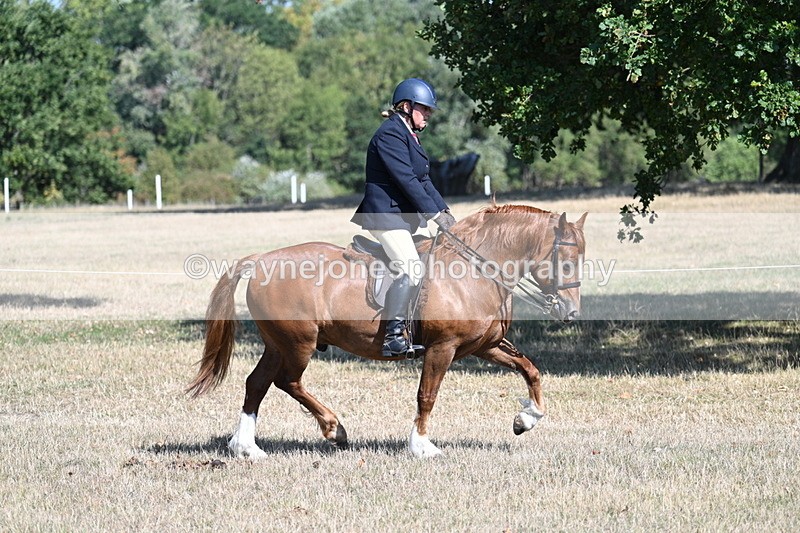 WJ7_3846 - Class 9 Mountain & Moorland Ridden